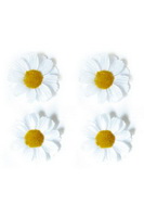 Hvide Margurit blomster
